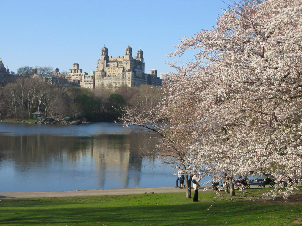 The Lake of Central Park
