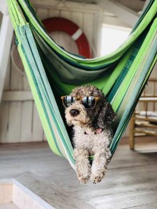 Will my dog rip my hammock