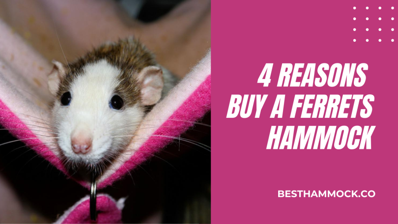 4 Reasons to Buy a Ferrets Hammock